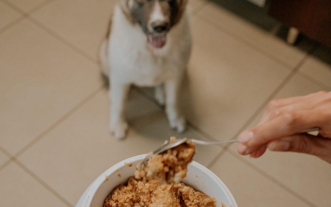 Comparing Wet and Dry Pet Food Find the Best Option