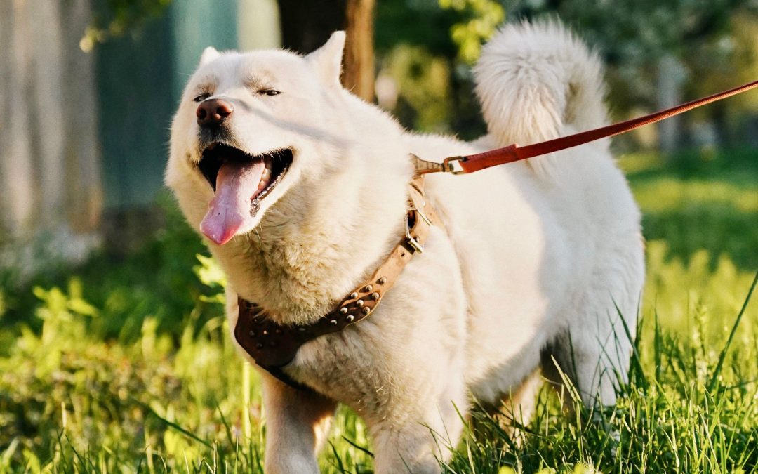 Top 10 Must-Have Pet Accessories for Hassle-Free Ownership