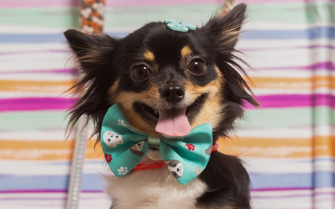 How Often Should You Really Bathe Your Pet