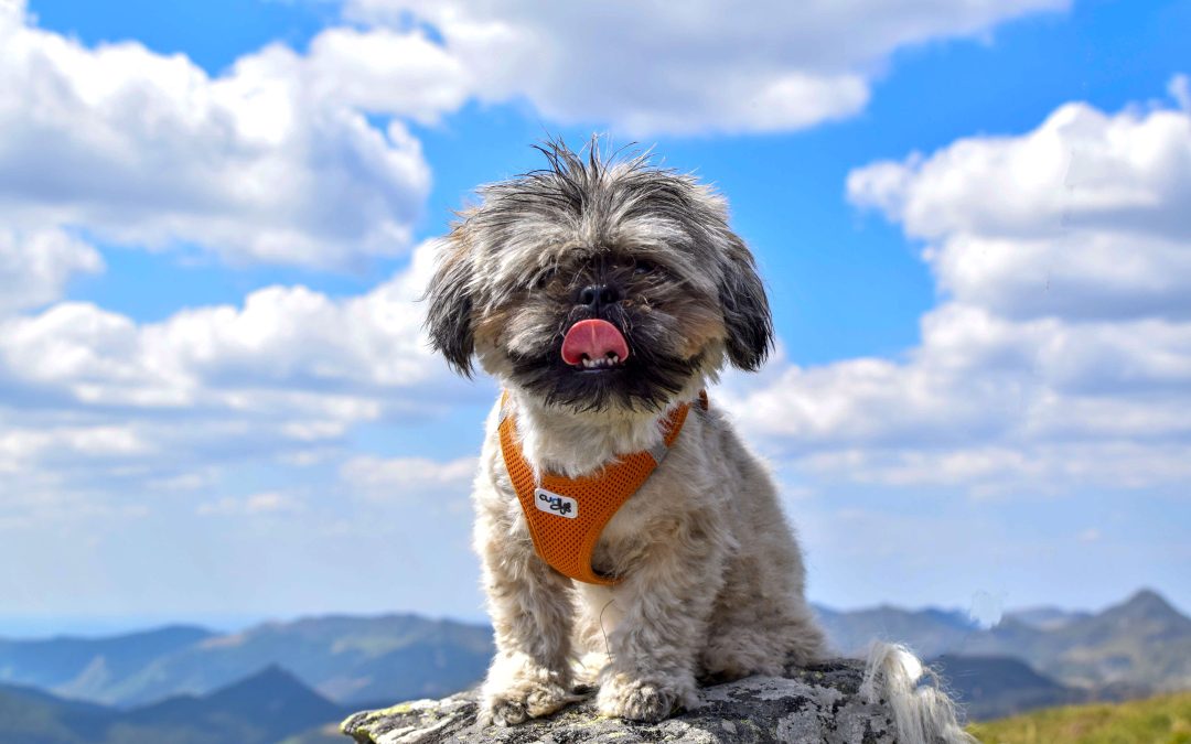 Traveling with Pets Essentials You Shouldn’t Forget