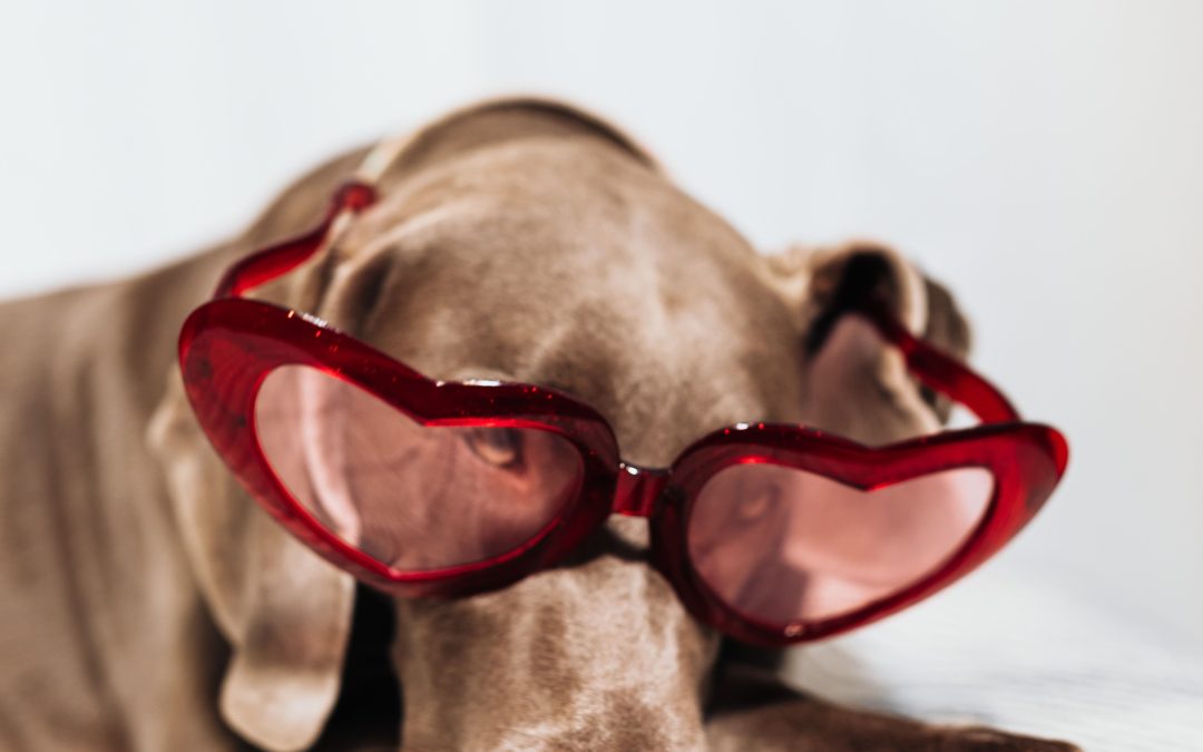 Common Errors Pet Owners Make When Shopping for Supplies