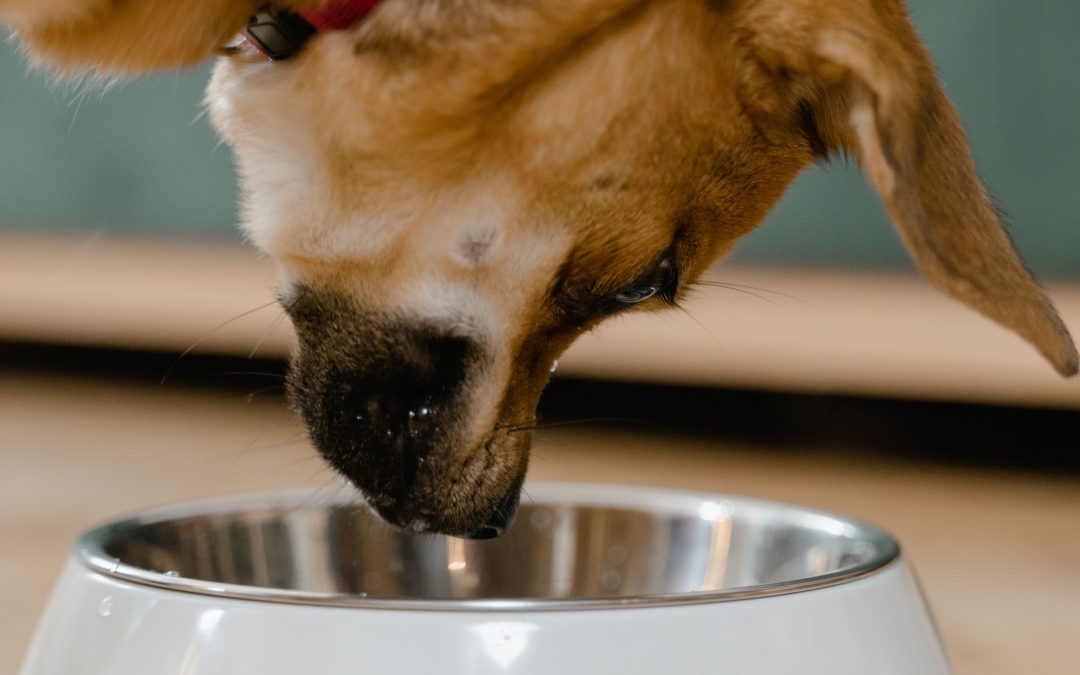Discover Top Tips to Choose Pet Food Wisely