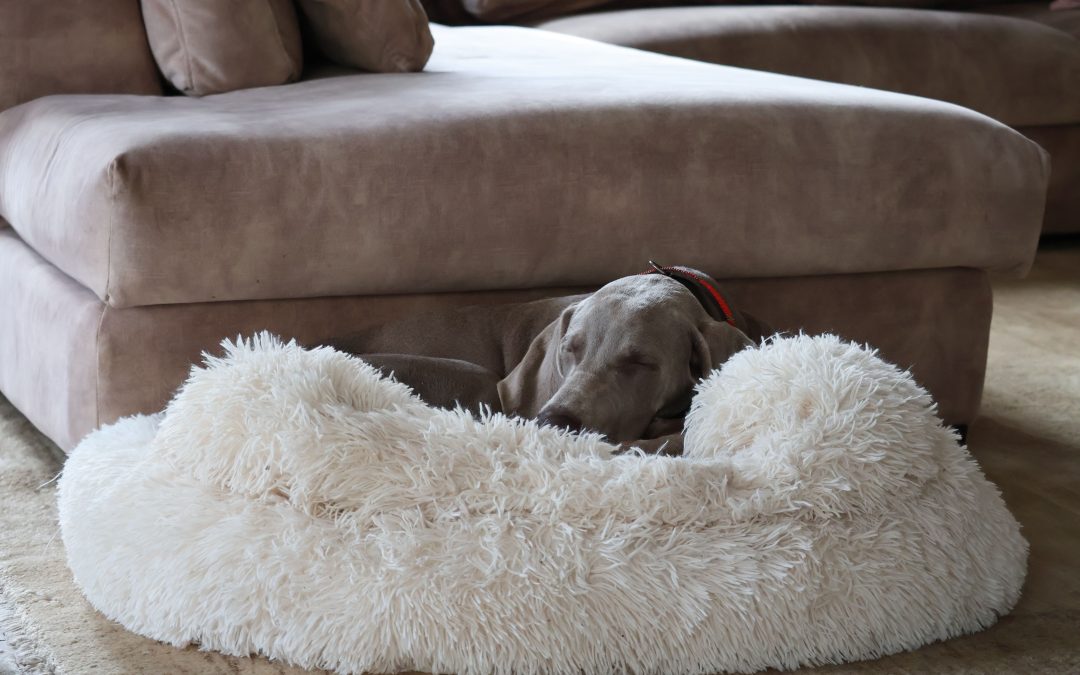 Discover Smart Pet Products Worth Every Penny