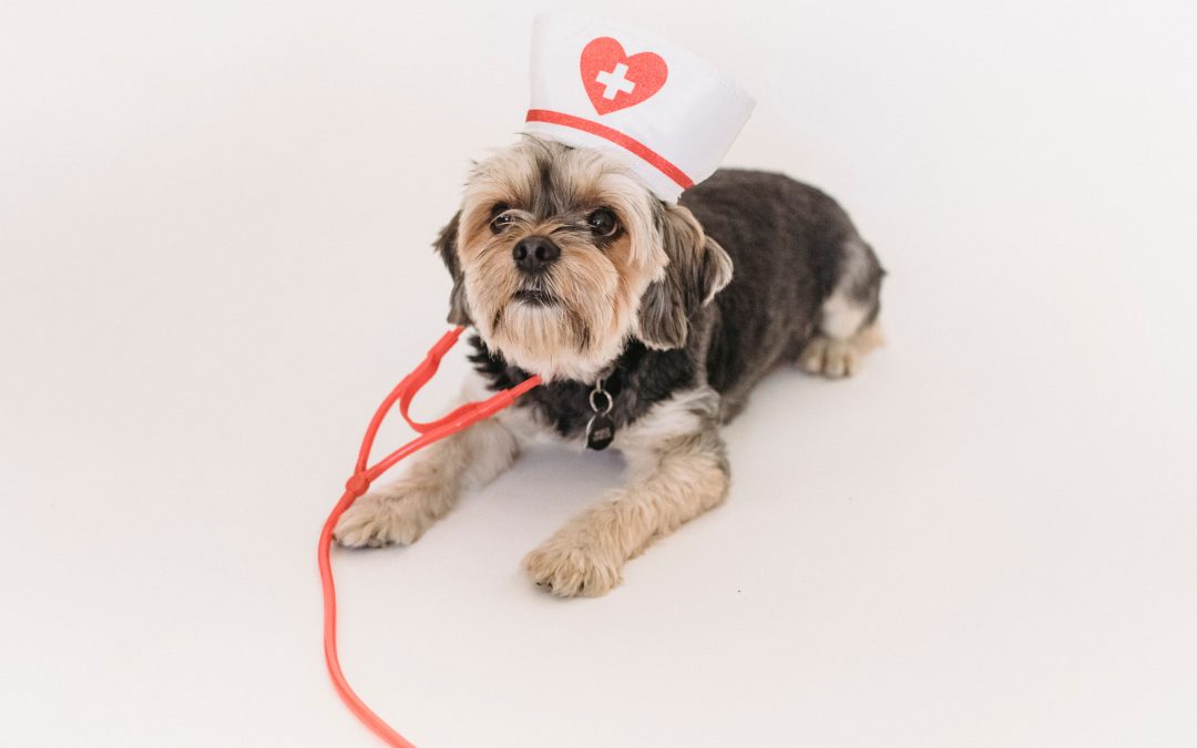 Essential Guide to Selecting Quality Pet Medical Supplies