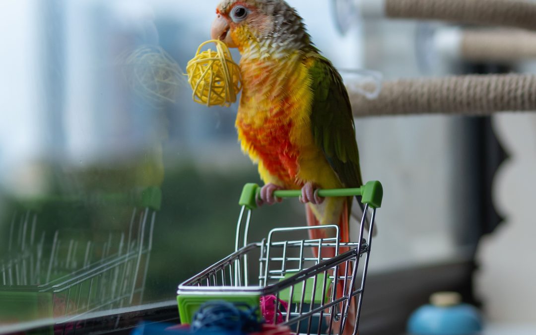 Smart Tips on Selecting the Right Pet Supplies