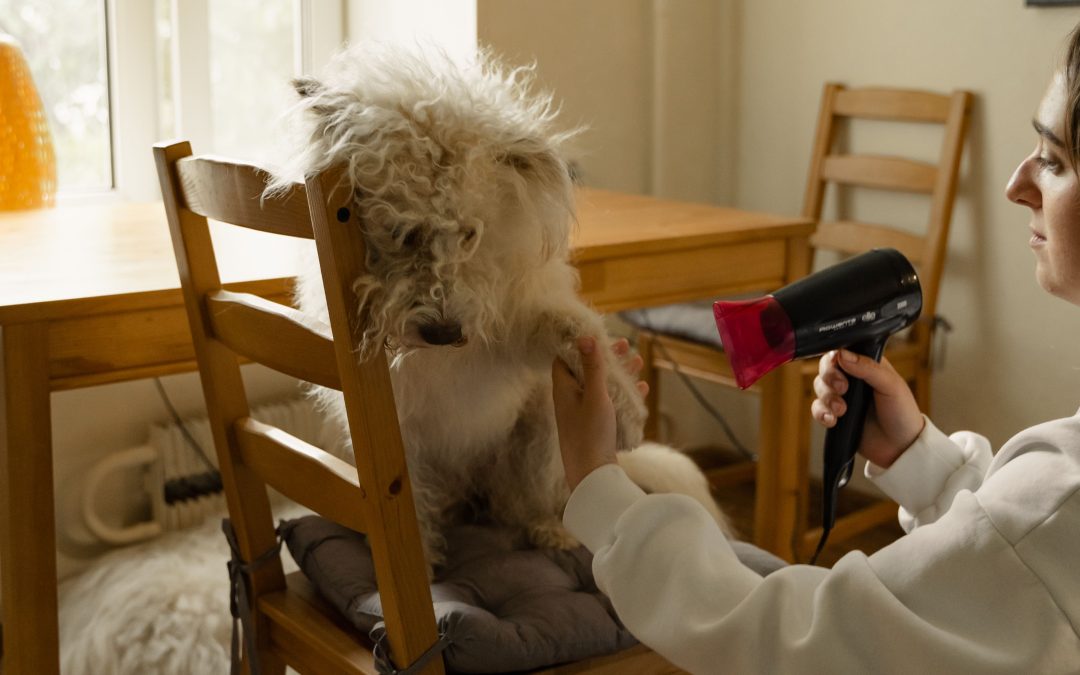 Essential Tools for At-Home Pet Grooming Success